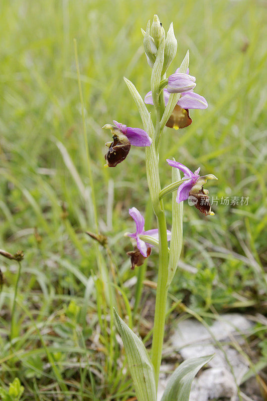 晚蜘蛛兰(Ophrys holosterica)